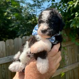 Chester - Black and white male Bernedoodle puppy in Holt, Missouri from Mindys Doodles