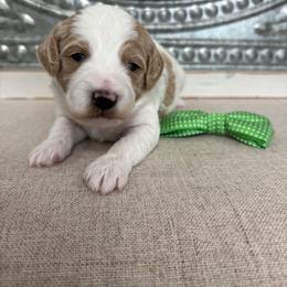 Green collar - Parti male Goldendoodle puppy in Calico Rock, Arkansas from Cottrell’s Poodles & Doodles