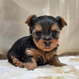 Jovi SMALL - Blue and gold male Yorkshire Terrier puppy in Monticello, Iowa from Ashley’s Puppies