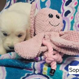 Sophie Boy 2 - Light golden male Golden Retriever puppy in Niles, Michigan from Composer Goldens