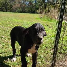 Great Dane Puppies from Trisha Self's Great Danes