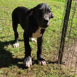 Great Dane Puppies from Trisha Self's Great Danes