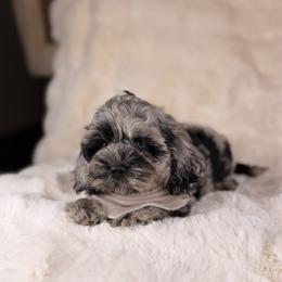 Clyde BLUE EYE - Black and white male Cockapoo puppy in Sweetwater, Florida from Sandy Snout Doodles