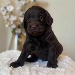 Brownie - Chocolate female Goldendoodle puppy in Caldwell, Idaho from Leila Pearson