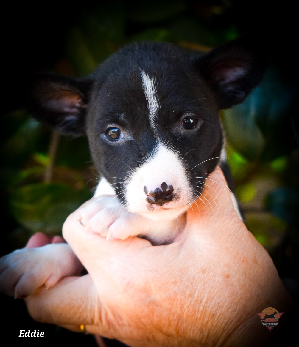 Eddie - Black and white male Basenji puppy in San Diego, California from Triforce Basenjis