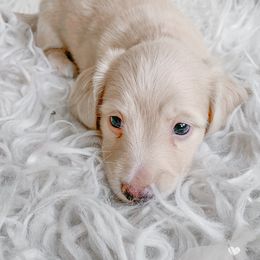 Dachshund Puppies from Peaches and Cream Dachshunds