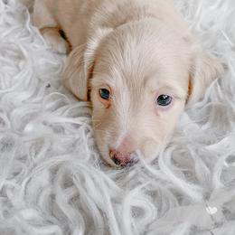 Dachshund Puppies from Peaches and Cream Dachshunds