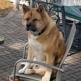 Nico - Red male Akita puppy in Coopersburg, Pennsylvania from Main Street Akitas