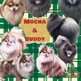 Pomeranian puppies from Country Oak Poms LLC