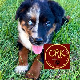 Miniature Australian Shepherds and Pembroke Welsh Corgis from Creek Ranch Kennels