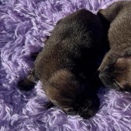 Male - stout dark color - Red sable male Belgian Malinois puppy in Dallas, Texas from RoyalHaus Malinois