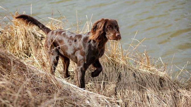 German Longhaired Pointer