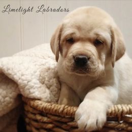 Labrador Retrievers from Limelight Labradors