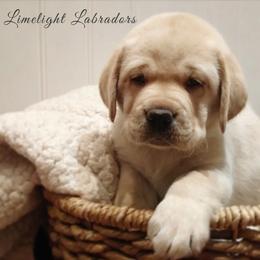 Labrador Retrievers from Limelight Labradors
