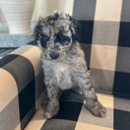 Wild - White and blue merle male Bordoodle puppy in Valley Center, California from Circle R Valley Bordoodls