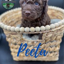 Peeta - Chocolate male Goldendoodle puppy in Ocoee, Tennessee from Liberty Creek Farms