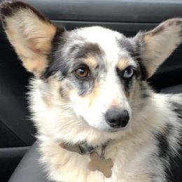 American Corgis from Waylon’s House of Corgis