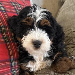 Bernedoodles from Copper Creek Bernedoodles
