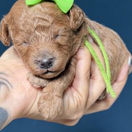 Poodle Puppies from R&R Goldendoodles