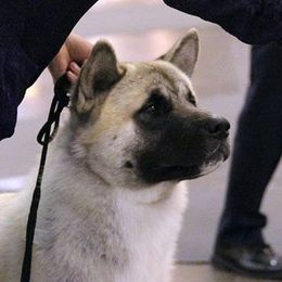 Akita All Grown Up from Mayoke Akitas