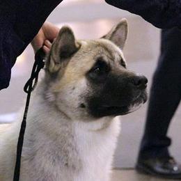 Akita All Grown Up from Mayoke Akitas