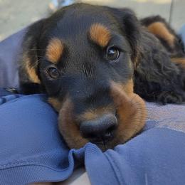 Girl 2 - Black and tan female Gordon Setter puppy in Milton, Florida from Katherine's Golden Retrievers, Gordon Setters, and English Setters