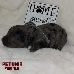 Petunia - Merle female Goldendoodle puppy in Beecher, Illinois from Erica’s Doodles