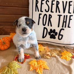 Blue Collar - Blue speckled male Australian Cattle Dog puppy in Nevada, Missouri from Back Road Dog Company, LLC