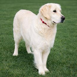 Denelli - Light golden female Golden Retriever puppy in Amherst, Virginia from Knight's Golden Acres