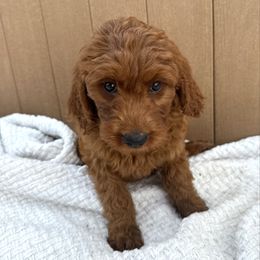 Yellow - Red female Irish Doodle puppy in Bloomfield, Iowa from Schooley Doodles