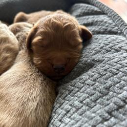 Boy 5 - Red  male Goldendoodle puppy in Mattawan, Michigan from Doodifuldoods