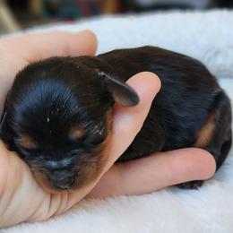 Girl 1 - Black and tan female Cavalier King Charles Spaniel puppy in Pennsylvania from Breezy Valley Siberians