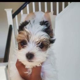 Yorkshire Terrier Puppies from 3Hpartiyorkies