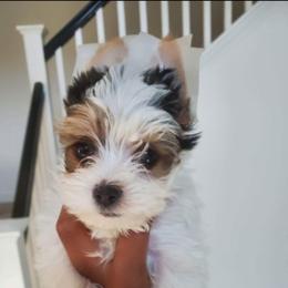 Yorkshire Terrier Puppies from 3Hpartiyorkies
