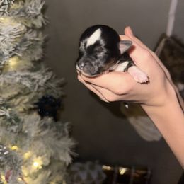 Girl 2 - Black and tan female Yorkshire Terrier puppy in Grant Town, West Virginia from Lauren's Yorkshire Terriers