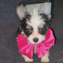 STORM (parti yorkie) - Parti female Yorkshire Terrier puppy in Palmdale, California from J Designer Puppies