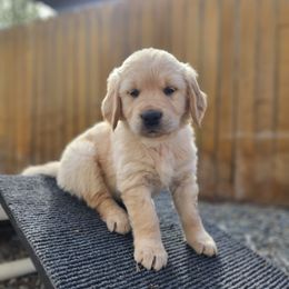 Ruby - Golden Retriever puppy in Anchorage, Alaska from Denali Golden Retrievers