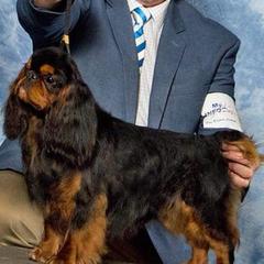 English Toy Spaniels from Sirius' Kennels