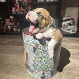 Boxer Puppies from East River Boxers