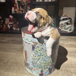 Boxer Puppies from East River Boxers