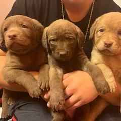 Chesapeake Bay Retriever Puppies from Bellus Chesapeakes