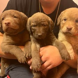 Chesapeake Bay Retriever Puppies from Bellus Chesapeakes