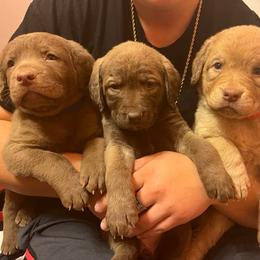 Chesapeake Bay Retriever Puppies from Bellus Chesapeakes