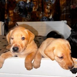 Boy 2 - Yellow male Labrador Retriever puppy in Sherman, Illinois from Prairie State Labs