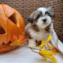 Great Dane and Shih Tzu Puppies from Empire Royalty and Majestic Dane