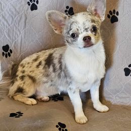 Moni - Chihuahua