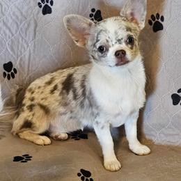 Moni - Chihuahua