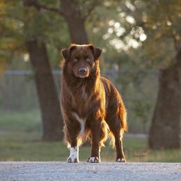 Honan - Australian Shepherd
