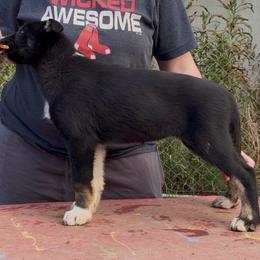 Exit - female Alaskan Husky puppy in Wasilla, Alaska from Story Kennel