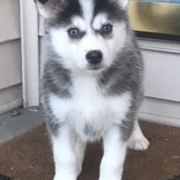 Pomskies from Valley View Pomskies
